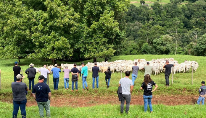 Visita técnica destaca resultados da ATeG na bovinocultura de corte em Anchieta