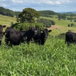 Mercado de terneiros encerra primeiro semestre de 2026 com valorização de 19% em Santa Catarina