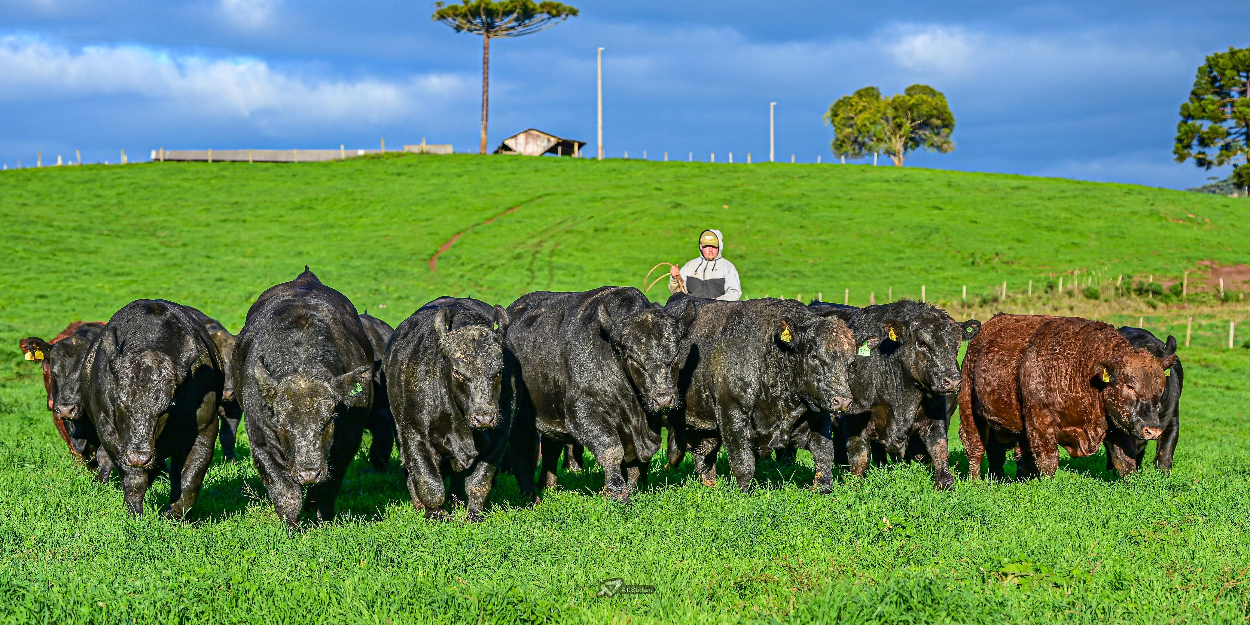 Leilões de touros movimentam mercado de genética bovina em Santa Catarina
