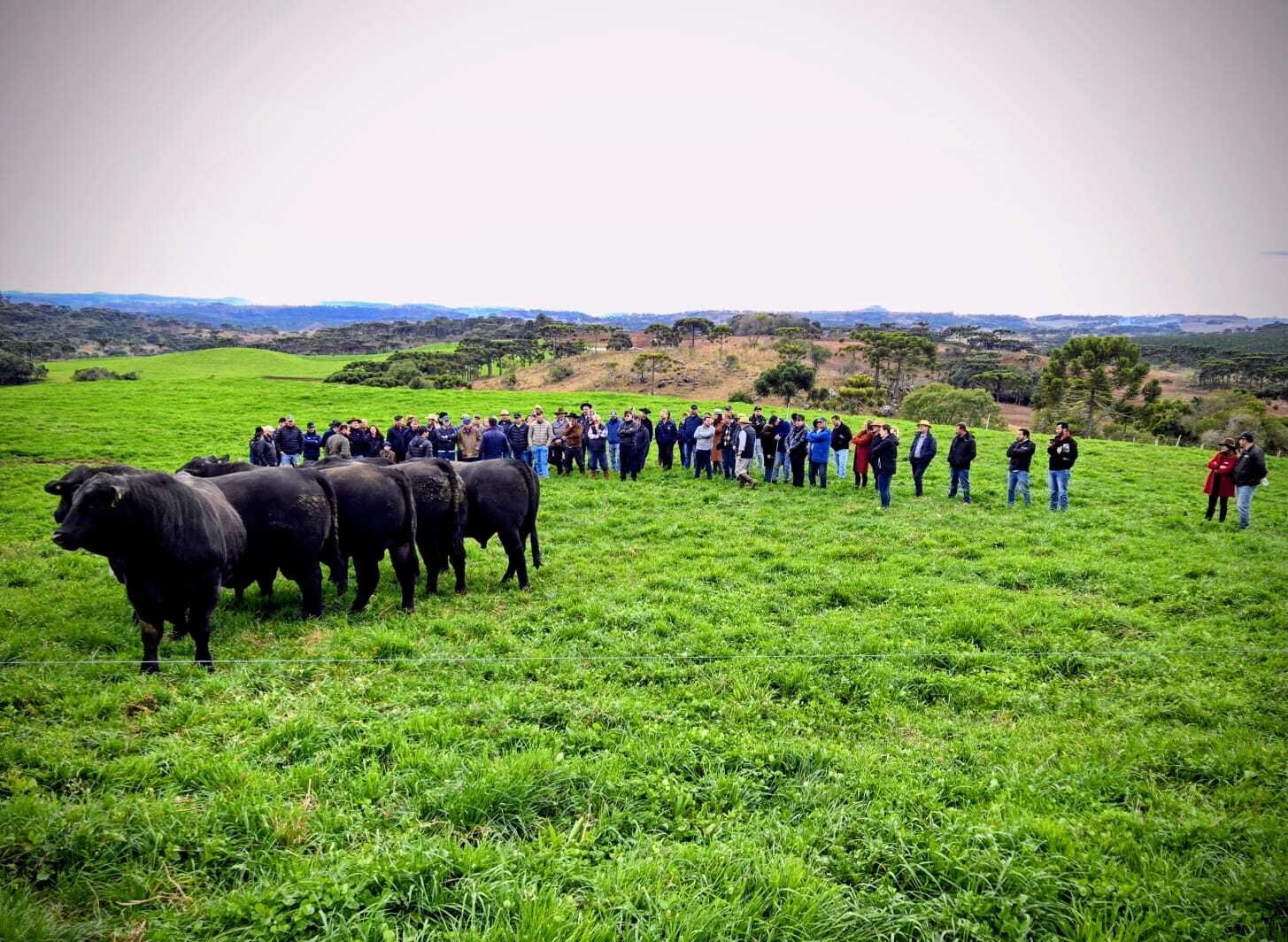 Dia de Campo da ATeG Pecuária de Corte demonstra o potencial do setor para mais de 100 produtores em São Joaquim