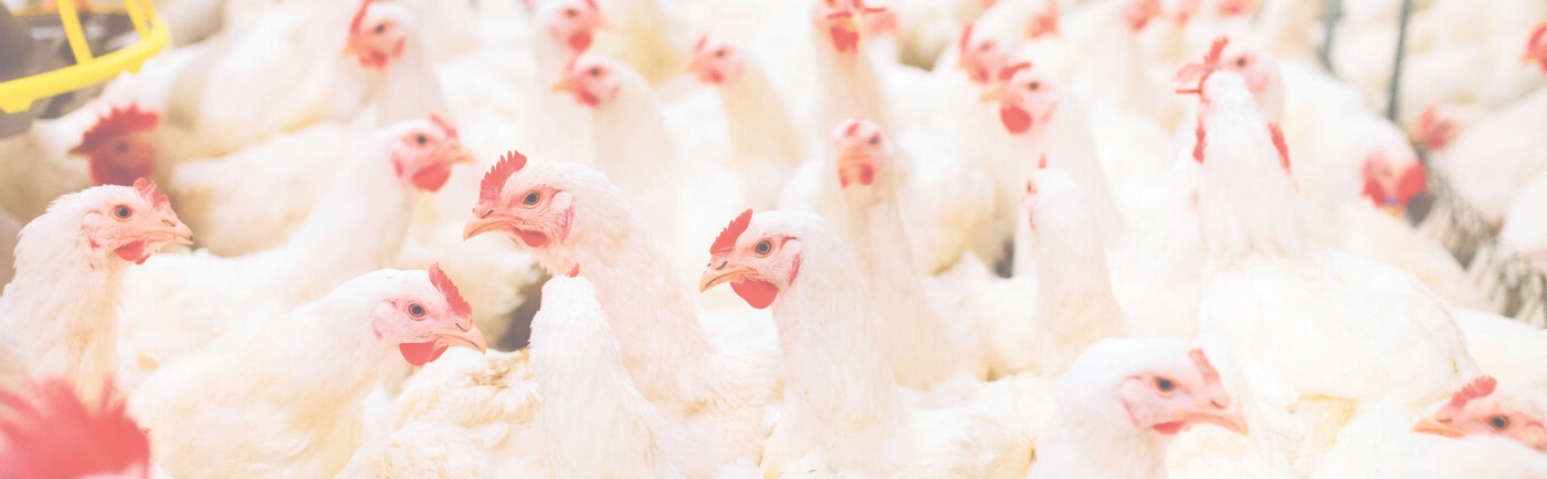 SC reforça importância das medidas de defesa sanitária em atenção ao foco de Influenza Aviária no RS