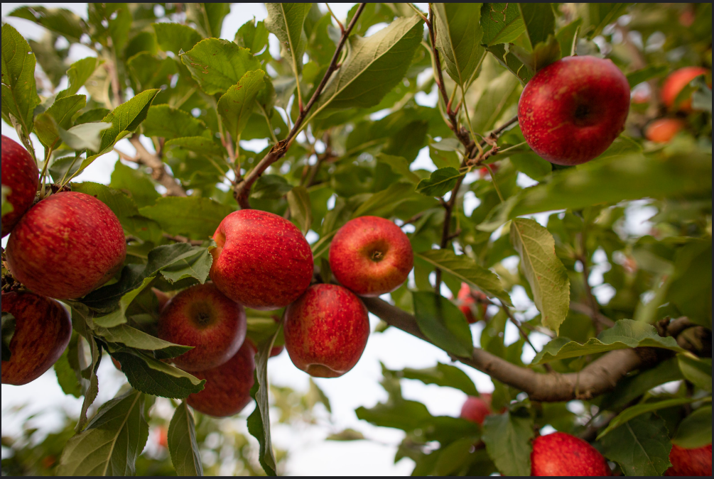 Dia Internacional da Maçã: Santa Catarina tem na fruta uma força econômica e cultural