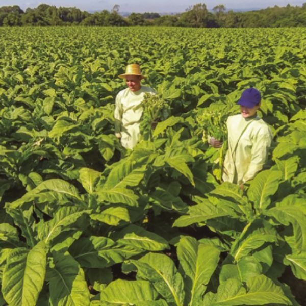 Setor do tabaco: ações no presente com o olhar para o futuro