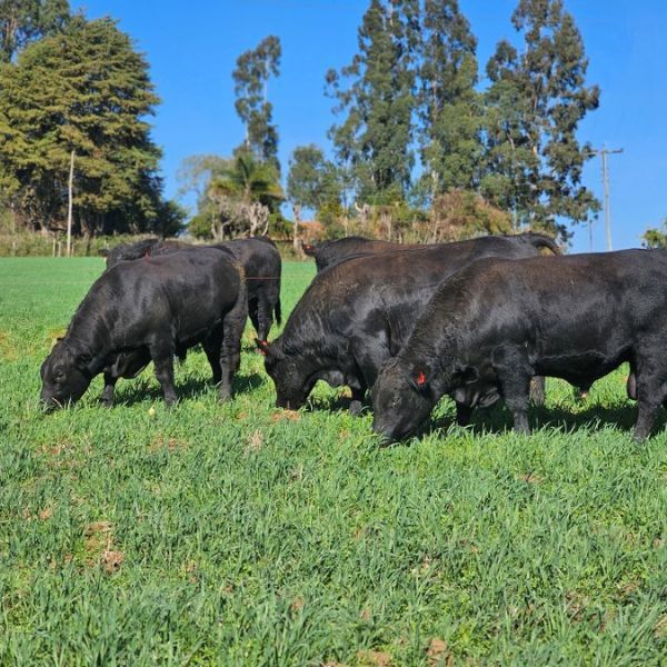 Atenção pecuarista: confira o 7º resultado parcial dos Leilões em SC