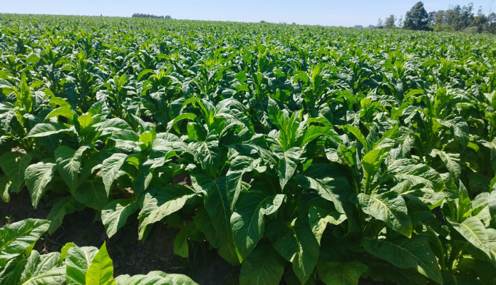Negociação do tabaco segue sem acordo