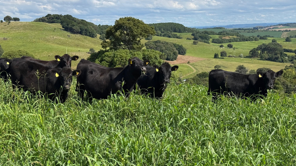Primeiro resultado parcial dos leilões de terneiros de 2026 já está disponível aos produtores