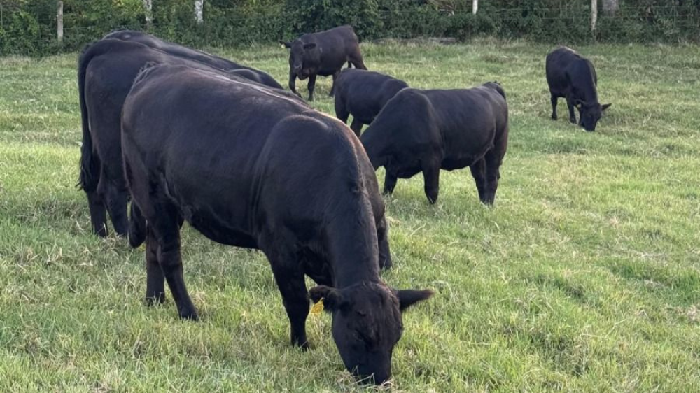 Confira o quarto resultado parcial dos leilões de terneiros de 2026