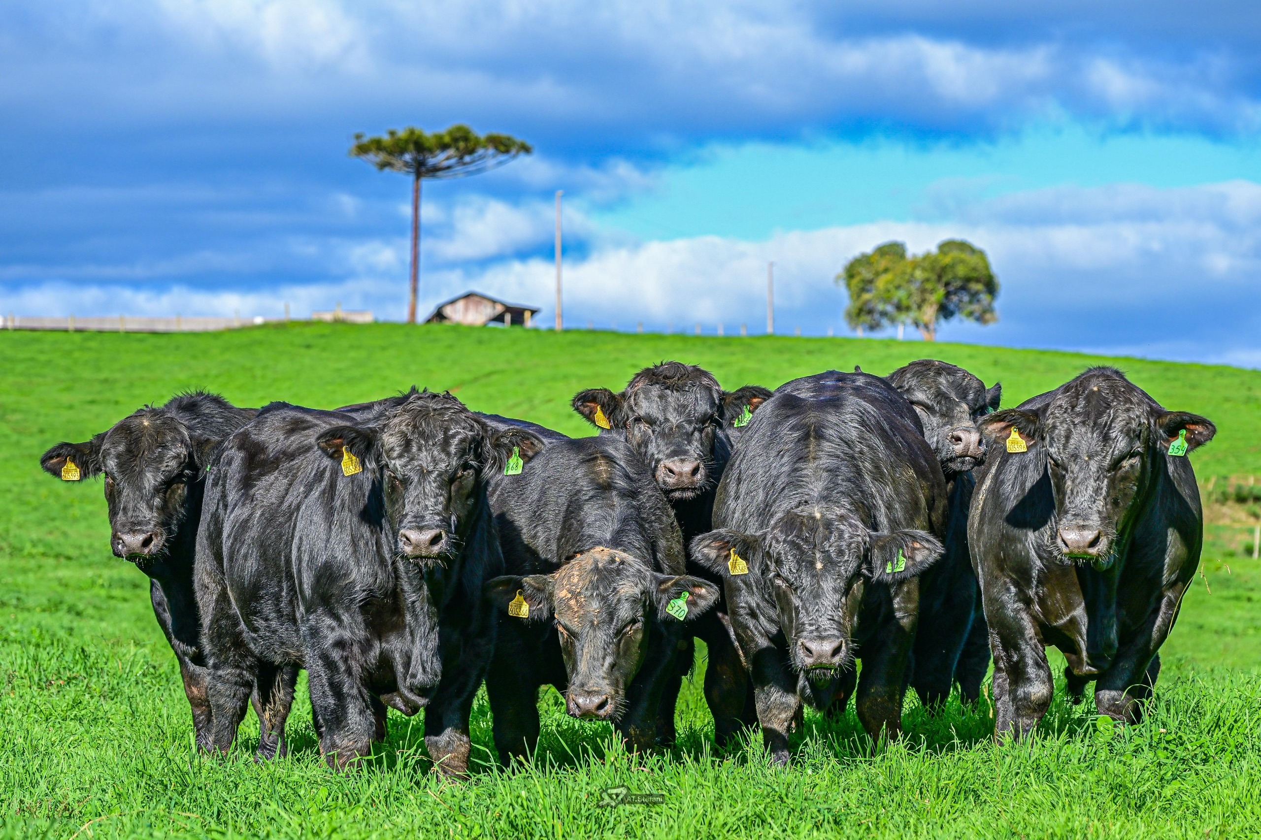 Divulgado o 5º resultado parcial dos leilões de touros em Santa Catarina