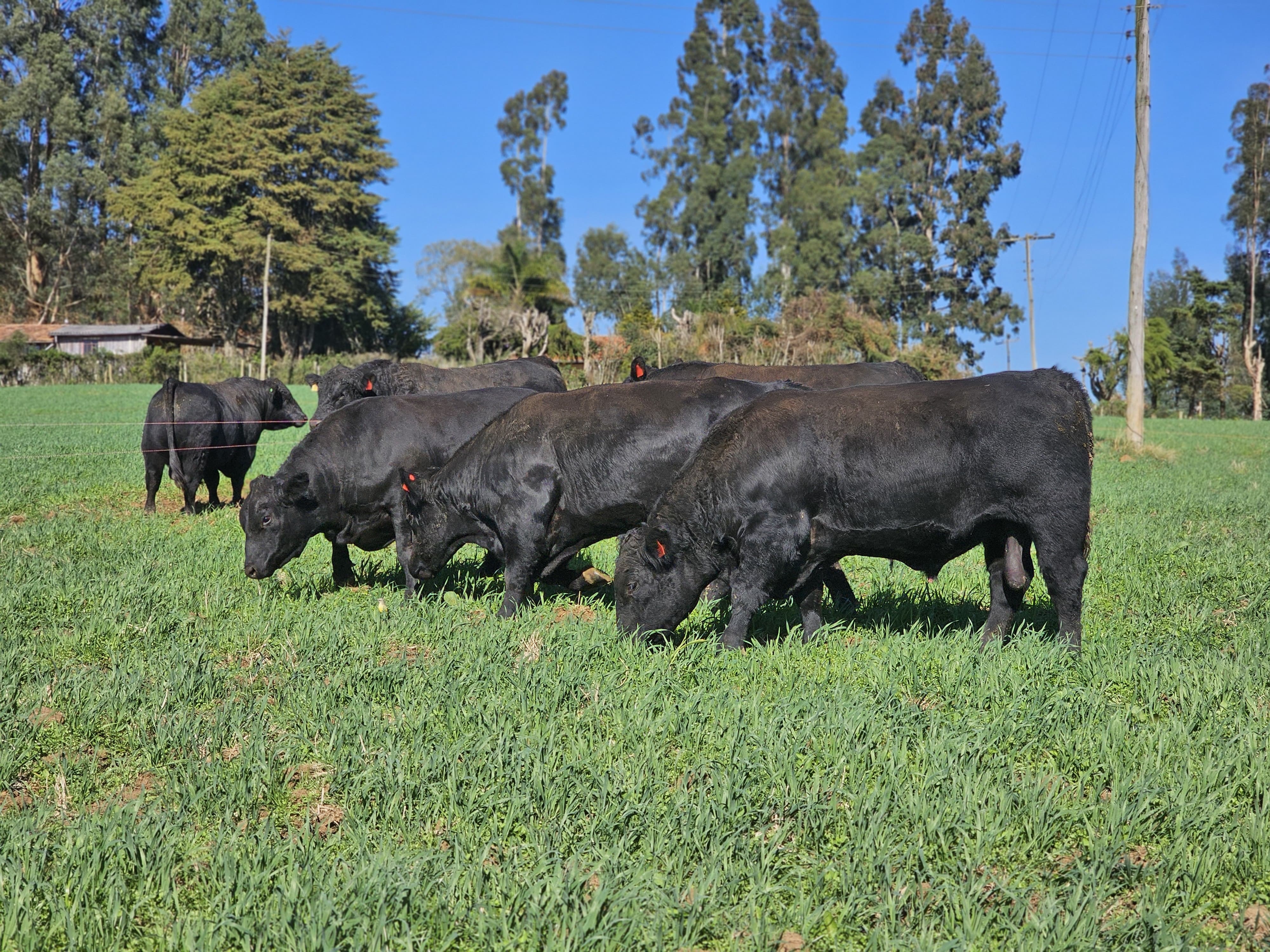 LEILÕES DE TERNEIROS: FAESC orienta pecuaristas a acompanharem o quinto resultado parcial divulgado pela UDESC
