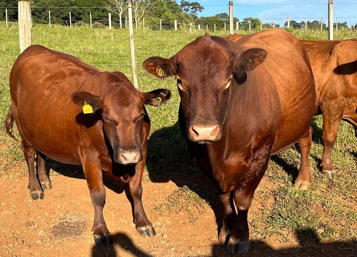 Confira o terceiro resultado parcial dos leilões de terneiros em Santa Catarina neste ano