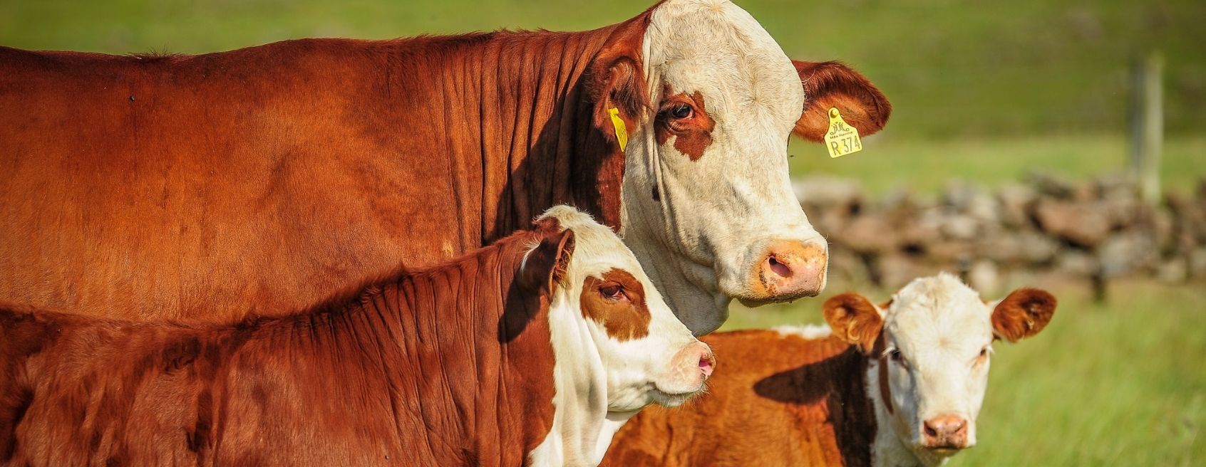 Faesc avalia de forma positiva atuação do Caoagro no combate ao crime no agronegócio