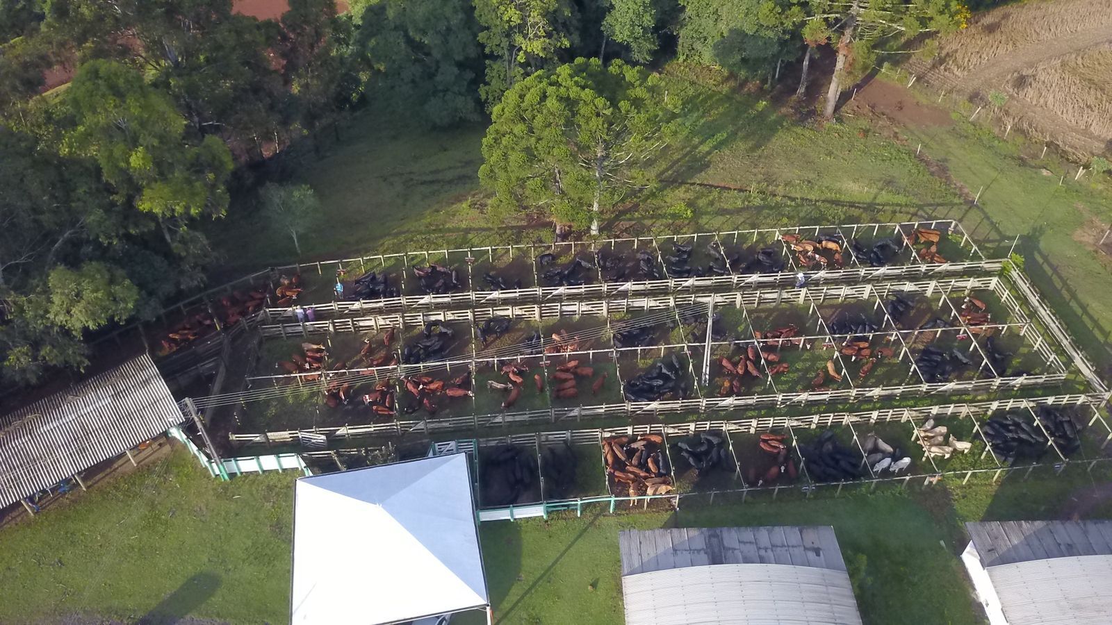 Divulgado segundo resultado parcial dos leilões de terneiros em Santa Catarina