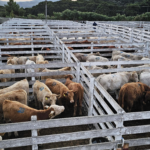 Feira do Terneiro e da Terneira de São Joaquim supera as expectativas com mais de 600 animais comercializados
