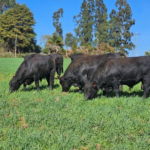 Atenção pecuarista: confira o 7º resultado parcial dos Leilões em SC