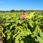Reajuste das tabelas do tabaco será debatido em reuniões na próxima semana