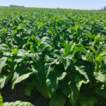 Negociação do tabaco segue sem acordo