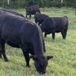 Terceiro resultado parcial de leilões aponta alta nos preços de terneiros em SC