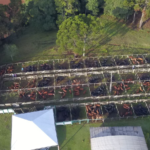 Divulgado segundo resultado parcial dos leilões de terneiros em Santa Catarina