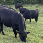 Confira o quarto resultado parcial dos leilões de terneiros de 2026