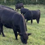 Leilões de terneiros registram nova valorização e reforçam tendência de alta em SC