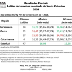 Preço de terneiros em SC revela alta na média estadual e variações regionais