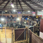 Feira do Terneiro evidencia o elevado padrão da pecuária em São Joaquim