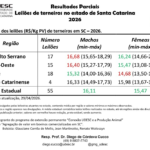 Leilões de terneiros registram alta nos preços em Santa Catarina
