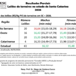 Leilões de terneiros seguem com resultados positivos e médias estáveis em SC