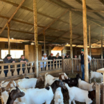 Manejo sanitário é tema de Oficina Técnica da ATeG no Oeste catarinense