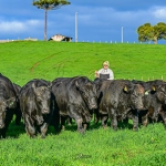 Leilões de touros movimentam mercado de genética bovina em Santa Catarina
