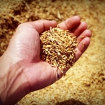 Licenciamento ambiental da rizicultura ameaça produção de arroz