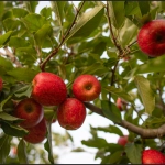 Dia Internacional da Maçã: Santa Catarina tem na fruta uma força econômica e cultural