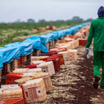 CNA analisa dados de empregos formais da agropecuária em junho