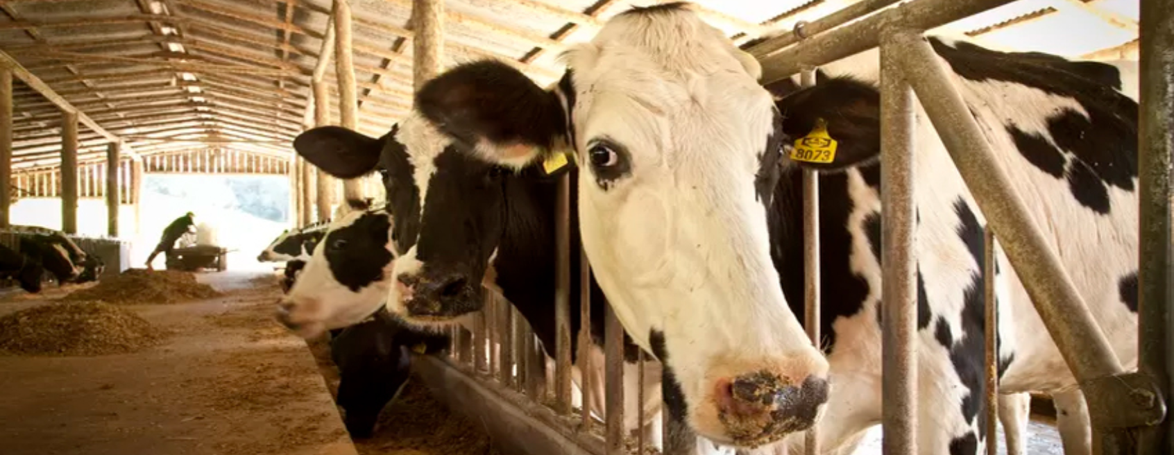 Importações de leite prejudicaram produtor de SC em 2023