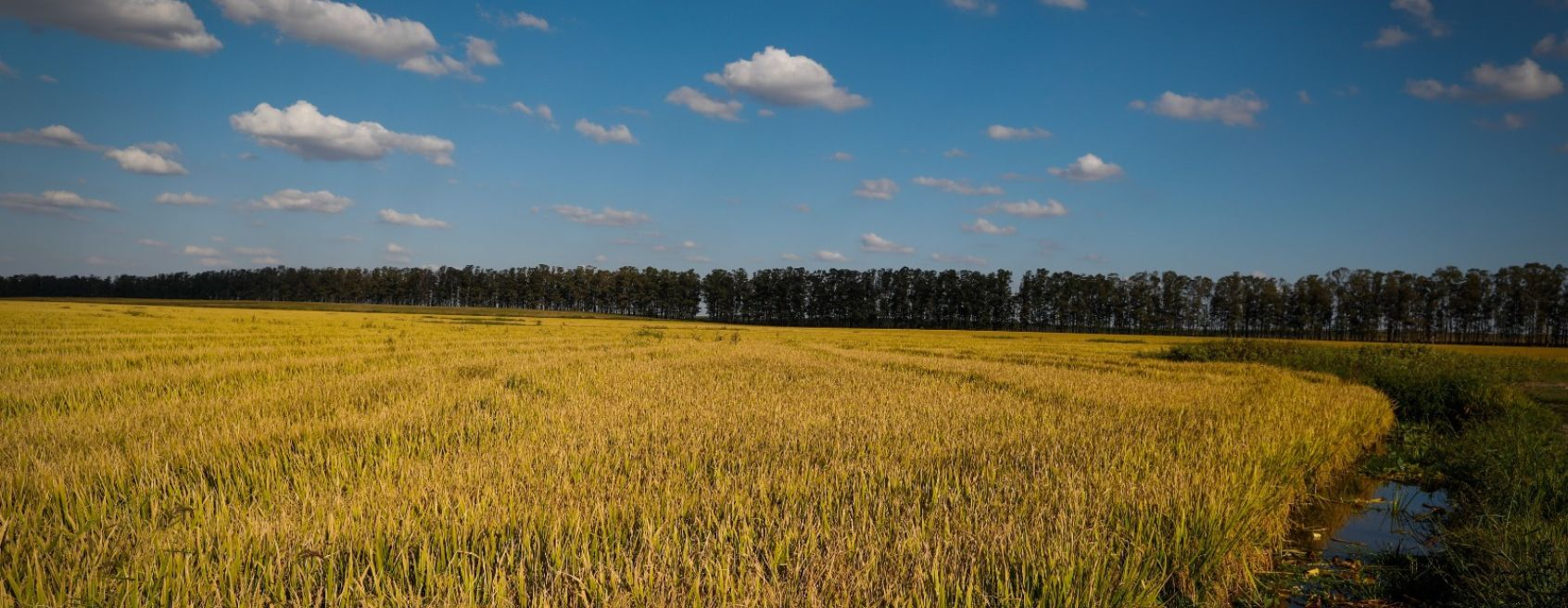 Terceiro painel do Campo Futuro em SC levanta custos de produção de grãos em Araranguá