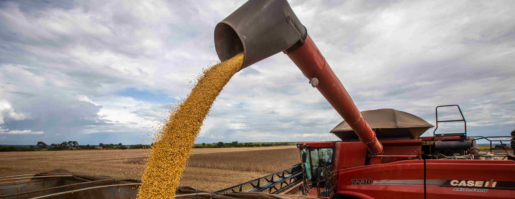 Webinar debate cenário de oferta e demanda do mercado do milho e da soja