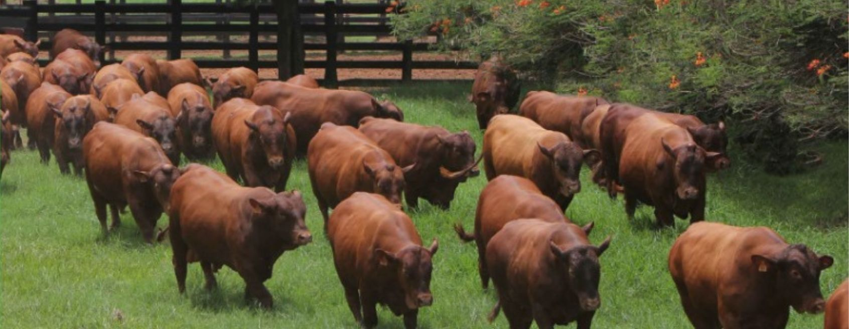 Sistema Faesc/Senar promove Seminário para produtores da ATeG Pecuária de Corte em Lages