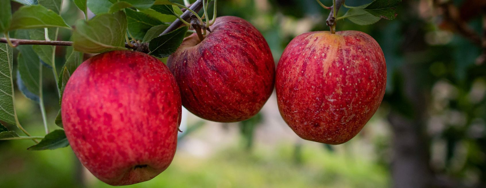 Especial dia internacional da maçã: SC segue como líder nacional na produção da fruta