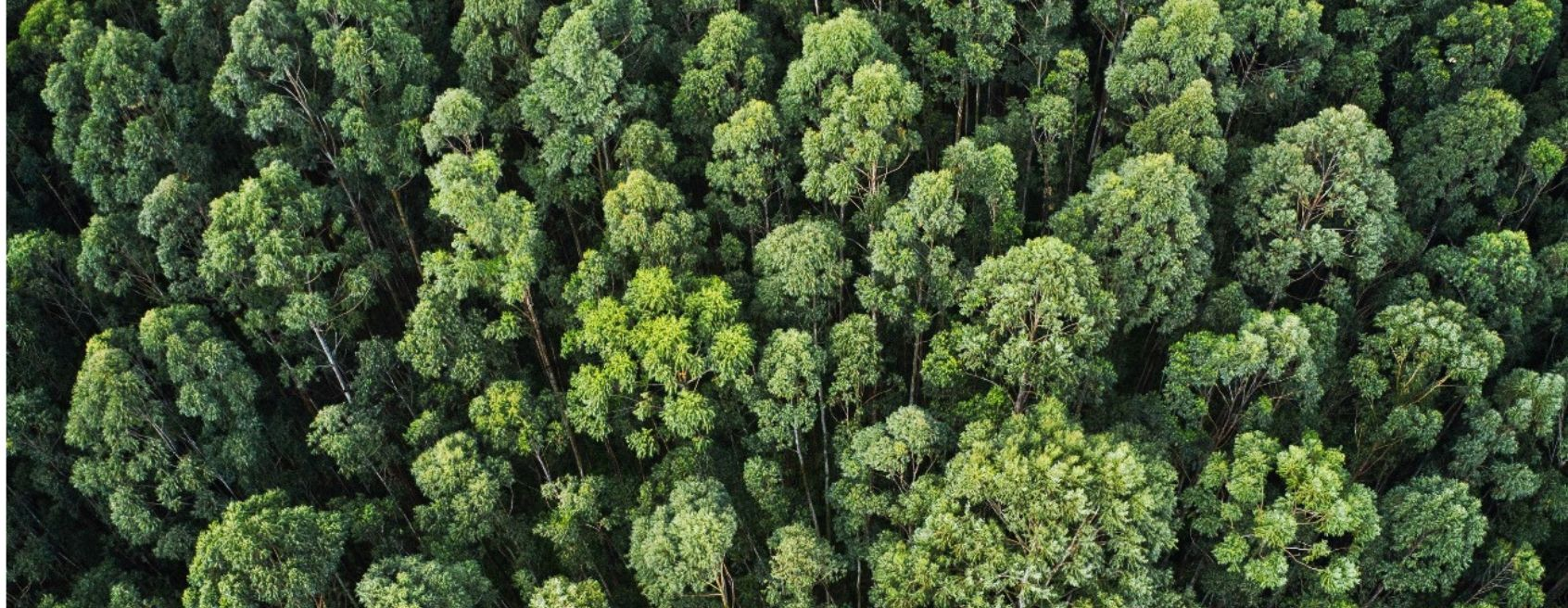 Setor produtivo celebra decisão do STF sobre compensação ambiental