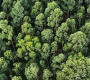 Setor produtivo celebra decisão do STF sobre compensação ambiental