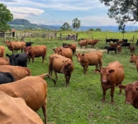 Divulgado quarto resultado parcial dos leilões de terneiros em Santa Catarina neste ano