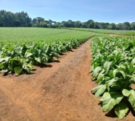 Decreto dos EUA impõe 50% de tarifa ao tabaco brasileiro