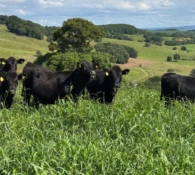 Primeiro resultado parcial dos leilões de terneiros de 2026 já está disponível aos produtores