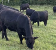 Confira o quarto resultado parcial dos leilões de terneiros de 2026