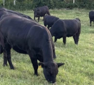 Leilões de terneiros registram nova valorização e reforçam tendência de alta em SC