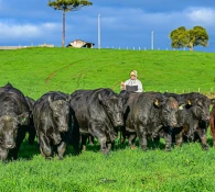 Leilões de touros movimentam genética bovina em Santa Catarina