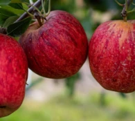 Especial dia internacional da maçã: SC segue como líder nacional na produção da fruta