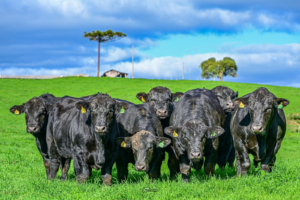 Santa Catarina apresenta recuperação no mercado de touros em 2025