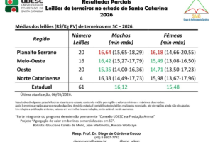 Leilões de terneiros seguem com resultados positivos e médias estáveis em SC