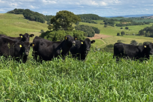 Leilões de terneiros e terneiras mantêm preços estáveis em Santa Catarina